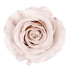 Check spelling or type a new query. About Us Ecuador Forever