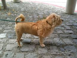 Jun 12, 2021 · henry the golden retriever seems to be enjoying a brush and blow dry. Dog Of The Day Wheaten Terrier Glen Of Imaal Terrier Lion Mix The Dogs Of San Francisco
