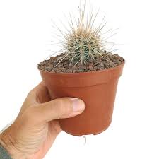 Image result for Pachycarpus spurius