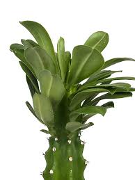 Image result for Euphorbia dedzana