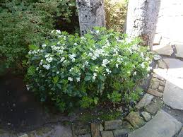 Below are tips on how to grow and when to prune a choisya shrub. Uc Marin Master Gardeners Deer Resistant Plants Plants