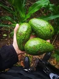 Guerreros de Sangre Azul SV