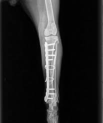 Qualified cat digital x ray veterinary prices. Limb Fractures Dogs Limb Treatment Surgery And Cost In Brisbane