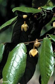 Image result for Uvaria acuminata
