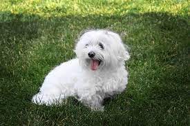 maltese dog breed facts information the dog people by rover com maltese dog breed maltese dogs maltese breed