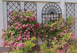 Klassisches Rankgitter Aus Metall Zur Gestaltung Der Fassade Alle Infos Im Online Shop In 2020 Rankgitter Wandgerust Gartenspiegel