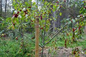 Most fruit trees require at least two of the same tree to pollinate and bear fruit. 16 Fruit Trees For Zone 3 Joybilee Farm Diy Herbs Gardening