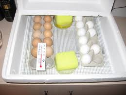 10 Tips For Hatching Chicken Egg In An Incubator The Poultry Guide