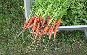Elle est riche en fibres, vitamines, calcium et est pauvre en calories. Planter Des Legumes En Octobre Lesquels Choisir Ctendance Fr
