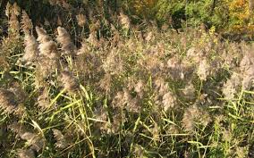 Image result for Panicum phragmitoides