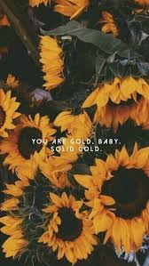 Instagram Anika Jake Schuetz Pi N Instagramanika Jake Aesthetic Iphone Wallpaper Sunflower Wallpaper Aesthetic Wallpapers