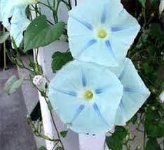 Image result for Ipomoea albivenia