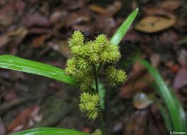 Image result for Hypolytrum