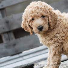 Goldendoodle Puppy With A Beautiful Curly Coat Super Cute Puppies Puppies Goldendoodle Puppy