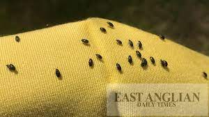 They are found on most early vegetable and flower seedlings and transplants throughout north. Hot Weather Attracts Swarms Of Tiny Black Beetles To Suffolk And Essex East Anglian Daily Times