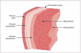 Where Is The Visceral Pericardium Located Socratic