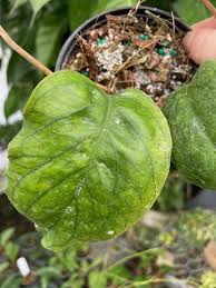 Image result for Hunteria myriantha