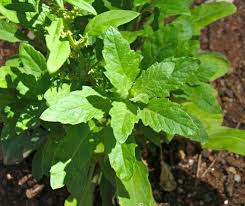 Image result for Dysphania