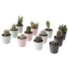Cactaceae Krukvaxt Med Kruka Kaktus Olika Arter Ikea Decoration Plante Pot Plante Plante Ikea