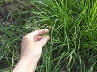 Image result for Vahlia dichotoma