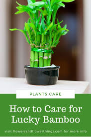Lucky Bamboo Care Flowersandflowerthings In 2020 Lucky Bamboo Plants Lucky Bamboo Care Lucky Bamboo