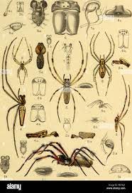 American spiders and their spinning work. A natural history of the  orbweaving spiders of the United States, with special regard to their  industry and habits. Spiders. Vol. III. American Spiders and