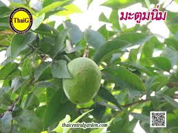 มะตูม (bael) เป็นผลไม้ที่มีต้นกำเนิดมาจากประเทศอินเดีย และจัดเป็นพันธุ์ไม้มงคลประจำจังหวัดชัยนาท นอกจากนี้มะตูมยังถือว่า. à¸¡à¸°à¸• à¸¡à¸™ à¸¡ à¸•à¸³à¸£ à¸šà¸¢à¸²à¸¥ à¸à¹à¸›à¸¥à¸à¹à¸¡ à¸¢à¸²à¸­à¸²à¸¢ à¸§ à¸'à¸™à¸°à¸— à¸„à¸§à¸£à¸«à¸²à¸¡à¸²à¸›à¸¥ à¸ à¸™