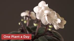 Image result for Saintpauliopsis