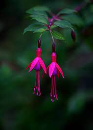 Hang In There Fuchsia Flowers Amazing Flowers Pretty Flowers