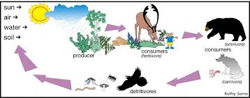 Class Vii Chapter 1 Our Environment
