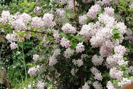 Image result for Deutzia x hybrida ′Mont Rose