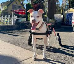 Image result for invalid dog wheelset