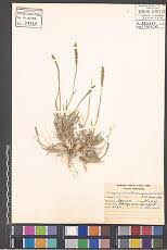 Image result for Trichoneura schlechteri