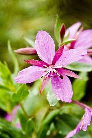 It is often used in southern arizona landscapes as a deciduous shrub to small tree up to 10 feet (3.0 m Desert Flowers Desert Flowers Desert Plants Flower Names