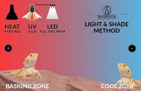 Bearded Dragon Behavior And Diseases - Pethelpful