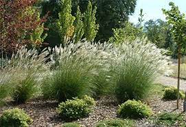 Adagio Green Eulalia Grass Ornamental Grasses Xeriscape Plants
