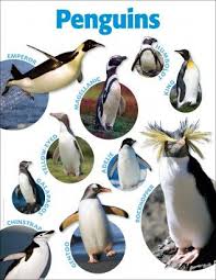 penguins photo chart shows different kinds of penguins in