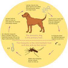 Dog Heartworms How To Protect Your Pet Year Round Heartworm Disease Heartworm Prevention Heartworm