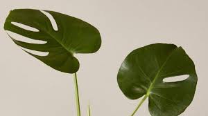 Cara Merawat Monstera Janda Bolong Tanaman Tropis Dari Amerika Tengah Tribun Manado