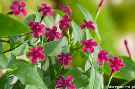 Image result for Jasminum beesianum