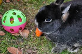 Prince Alfie Beau 3 Bunny Rabbit Honey Bunny Rabbit