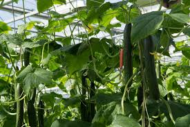 Cucumbers on a vine produce more fruit, though they require a larger space than bush varieties to grow. Climbing Cucumbers All The Tips And Facts