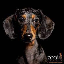 Dachie Love Dog Photography Studio Animal Photography Pet Portraits