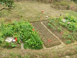 We did not find results for: First Steps To A Successful Garden