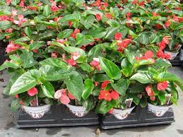 Some of the best fruit trees to grow in massachusetts are apples, pears, peaches, plums, cherries, and figs. Home Lawn Garden When Can I Plant Flowering Plants In Spring Umass Center For Agriculture Food And The Environment