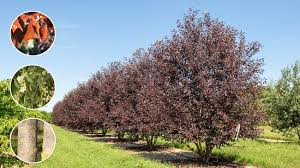 Image result for Prunus
