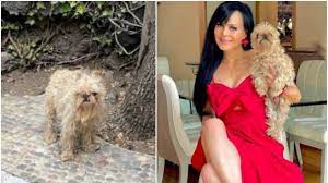 Roba su juventud”: Tunden en redes a Maribel Guardia por mostrar a su perro “descuidado” | Fútbol Radio Fórmula