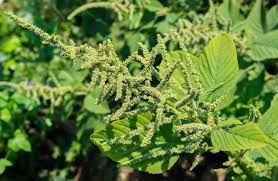 El Amaranto Una Planta Ancestral De Gran Poder Nutritivo Prensa Libre