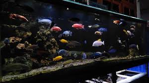 We did not find results for: Mengintip Cantiknya Ikan Cichlid Asal Afrika Bersama Cichlid Hobbies Indonesia Merahputih