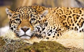 Battlefield 1 Bundle Of Screenshots Exposed R Gaming Beauty Animals Animals Black And White Jaguar Animal